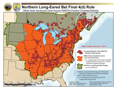 WNS buffer zone for northern long-eared bat