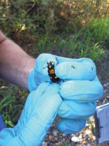AmericanBuryingBeetle Protecting endangered species during projects