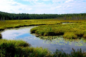 Wetlands landscape