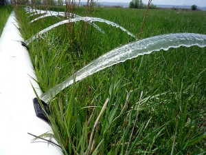 irrigation