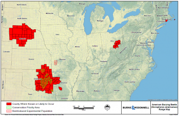 Surveying Project Sites for American Burying Beetles: What You Need to Know